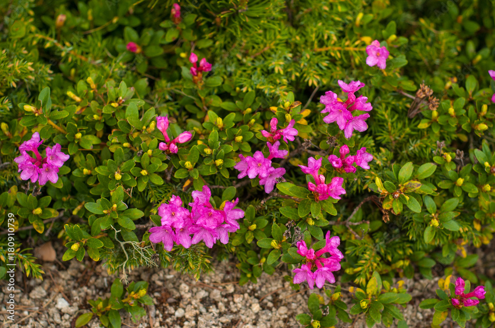 Rhododendrons (Rhododendron camtschaticum) bloom in a beautiful location in the mountains. Flowers in the mountains. Blooming rhododendrons in the mountains on a sunny summer day. Carpathian, Ukraine. Rhododendrons (Rhododendron camtschaticum) bloom in a beautiful location in the mountains. Flowers in the mountains. Blooming rhododendrons in the mountains on a sunny summer day. Carpathian, Ukraine.