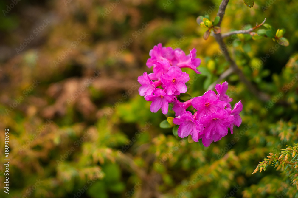 Rhododendrons (Rhododendron camtschaticum) bloom in a beautiful location in the mountains. Flowers in the mountains. Blooming rhododendrons in the mountains on a sunny summer day. Carpathian, Ukraine. Rhododendrons (Rhododendron camtschaticum) bloom in a beautiful location in the mountains. Flowers in the mountains. Blooming rhododendrons in the mountains on a sunny summer day. Carpathian, Ukraine.