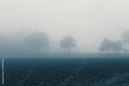 Natural landscape in autumn, trees and fields in the fog