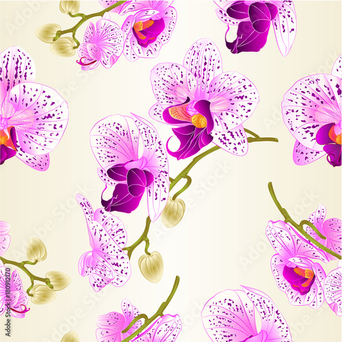 Seamless texture beautiful purple and white Orchid Phalaenopsis flower  vintage vector closeup illustration editable hand draw