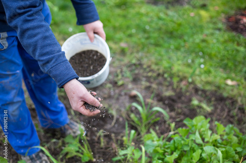 Fertilizing the garden by bio granular fertilizer for better conditions of garden