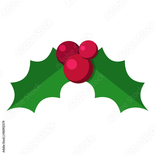 European christmas berry holly ilex aquifolium leaves and fruit. Vector illustration isolated on white background