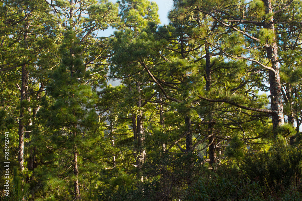 Fototapeta premium Pine forest, lush green trees. Sustainable clear ecosystem. Pinus canariensis, Canary Islands, Tenerife