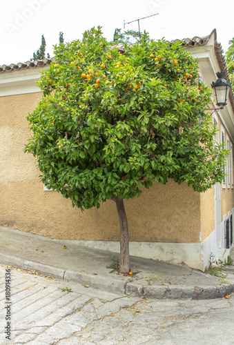 Mandarin tree