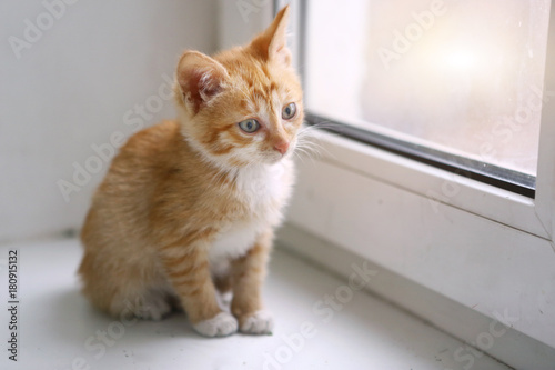 red hair kitten close up photo on windowsill play