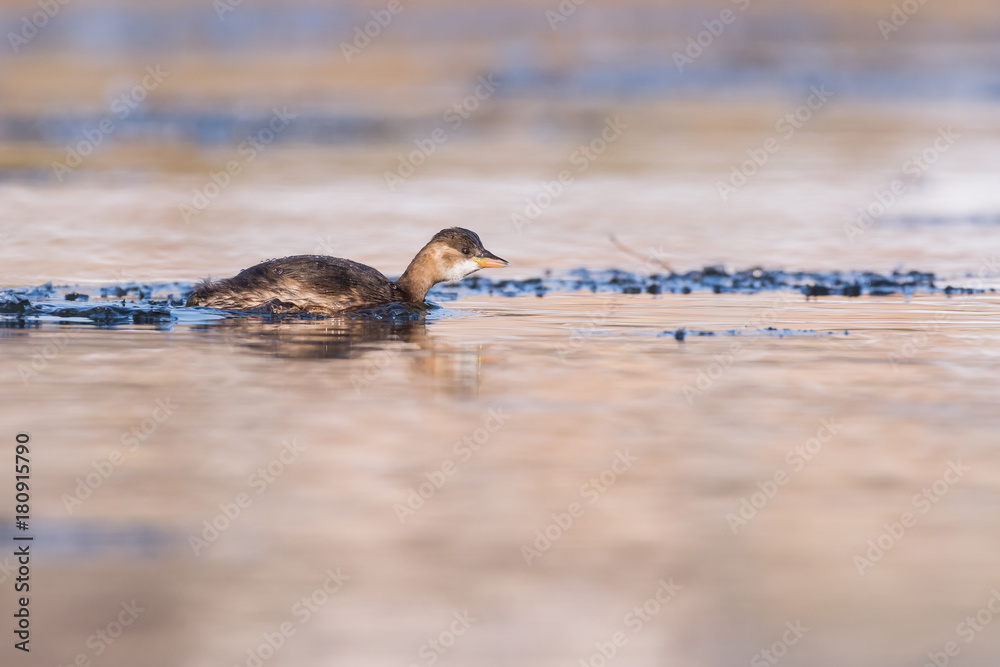 Fototapeta premium Schwimmender Zwergtaucher zwischen Eisschollen im Winter