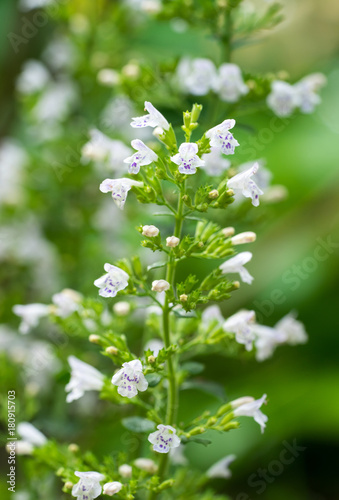 Closeup of Lesser Calamint (Clinopodium nepeta, syn. Calamintha nepeta) III