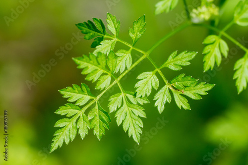 Closeup of Chervil leaf (Anthriscus cerefolium) photo