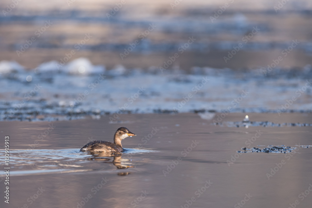 Schwimmender Zwergtaucher zwischen Eisschollen im Winter Schwimmender Zwergtaucher zwischen Eisschollen im Winter