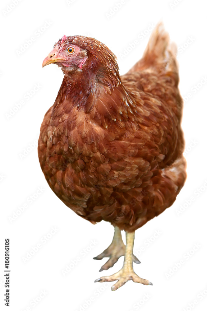 Fototapeta premium Brown hen isolated on white background.