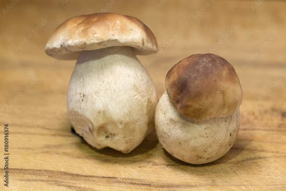 The white autumn Boletus The white autumn Boletus