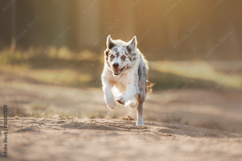 Dog border collie jumping for a toy, disk
