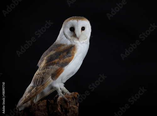 barn Owl