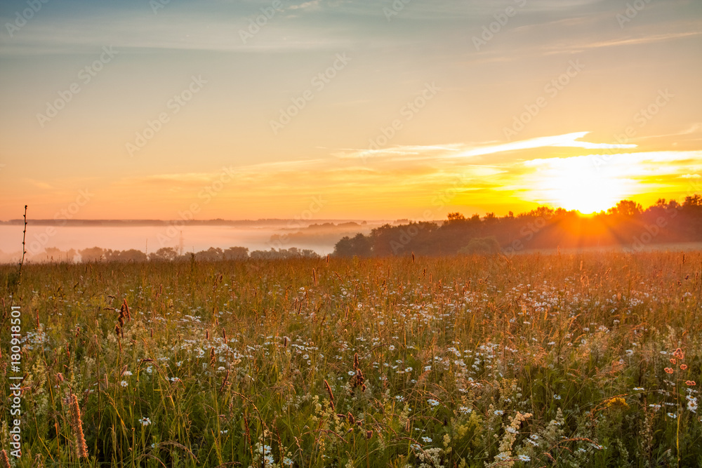 Beautiful Summer Landscape. Flower Meadow Field In Countryside Under Bright Saturated Sunrise Or Sunset Sun. Early Misty Dawn.