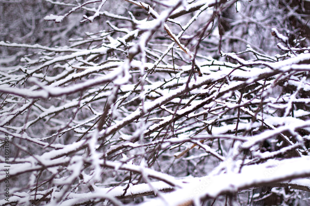 Snow And Winter. Branches Of Tree Covered Fluffy White Snow In Winter Parke Close Up. Snow And Winter. Branches Of Tree Covered Fluffy White Snow In Winter Parke Close Up.