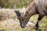 cute ibex canada