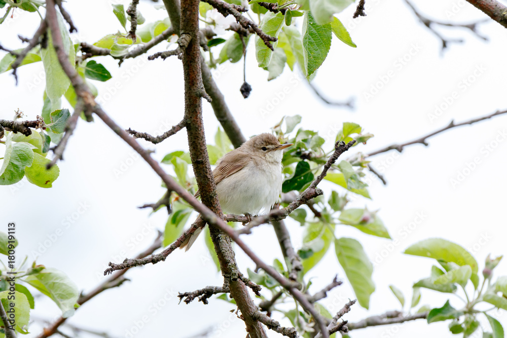 Blyth's Reed Warbler (Acrocephalus dumetorum). Blyth's Reed Warbler (Acrocephalus dumetorum).