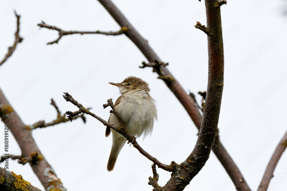 Blyth's Reed Warbler (Acrocephalus dumetorum). Blyth's Reed Warbler (Acrocephalus dumetorum).