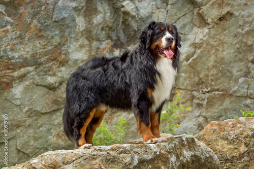 Bermese Mountain Dog standing on a rock