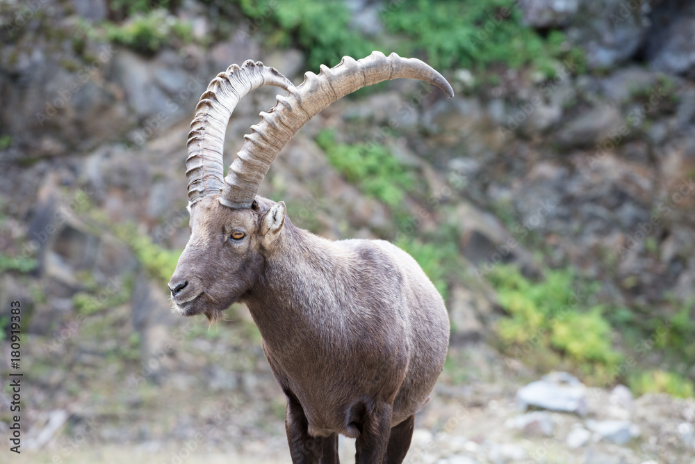 cute ibex canada