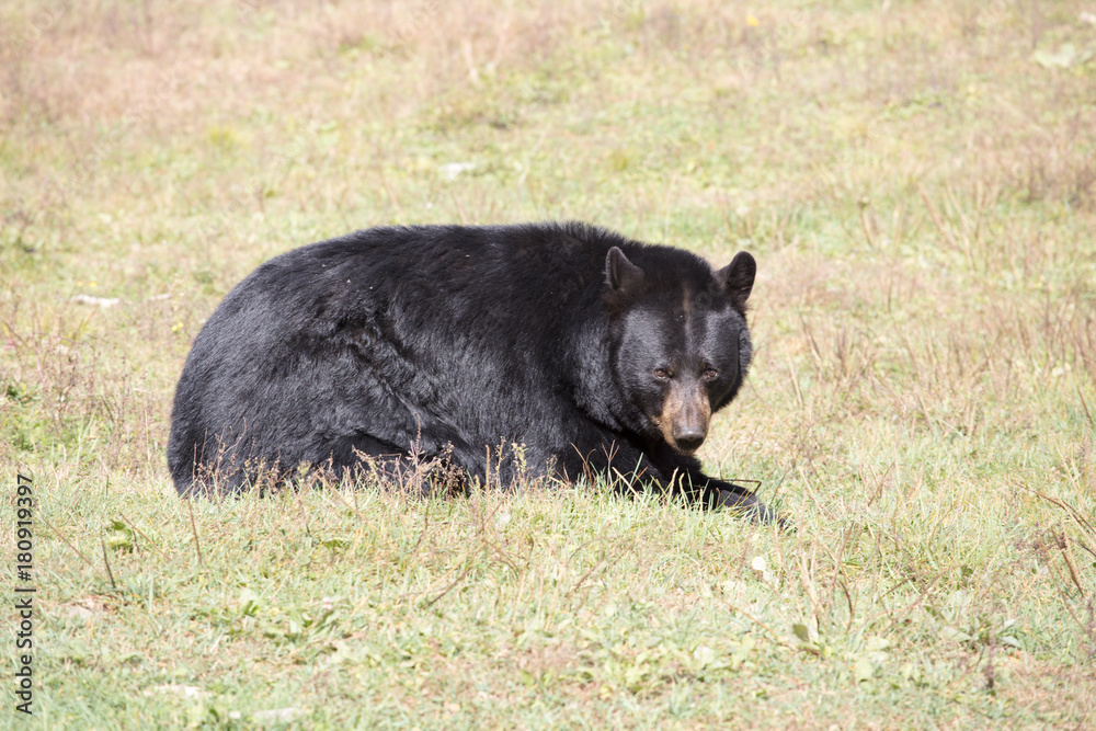 Fototapeta premium big bear canada