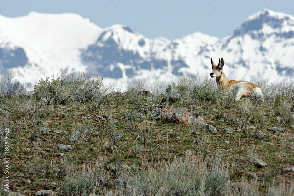 Antelope In Yellowstone National Park Antelope In Yellowstone National Park