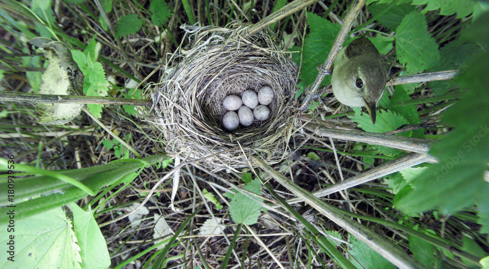 Acrocephalus dumetorum. The nest of the Blyth's Reed Warbler in nature. Acrocephalus dumetorum. The nest of the Blyth's Reed Warbler in nature.
