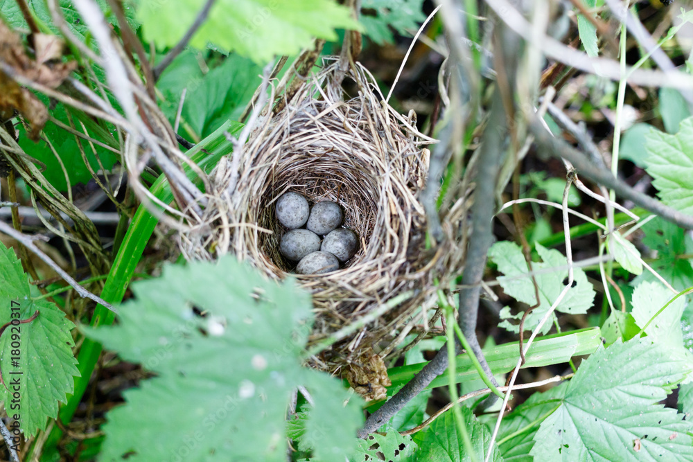 Acrocephalus dumetorum. The nest of the Blyth's Reed Warbler in nature.