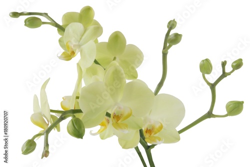 orchid Phalaeopsis close up