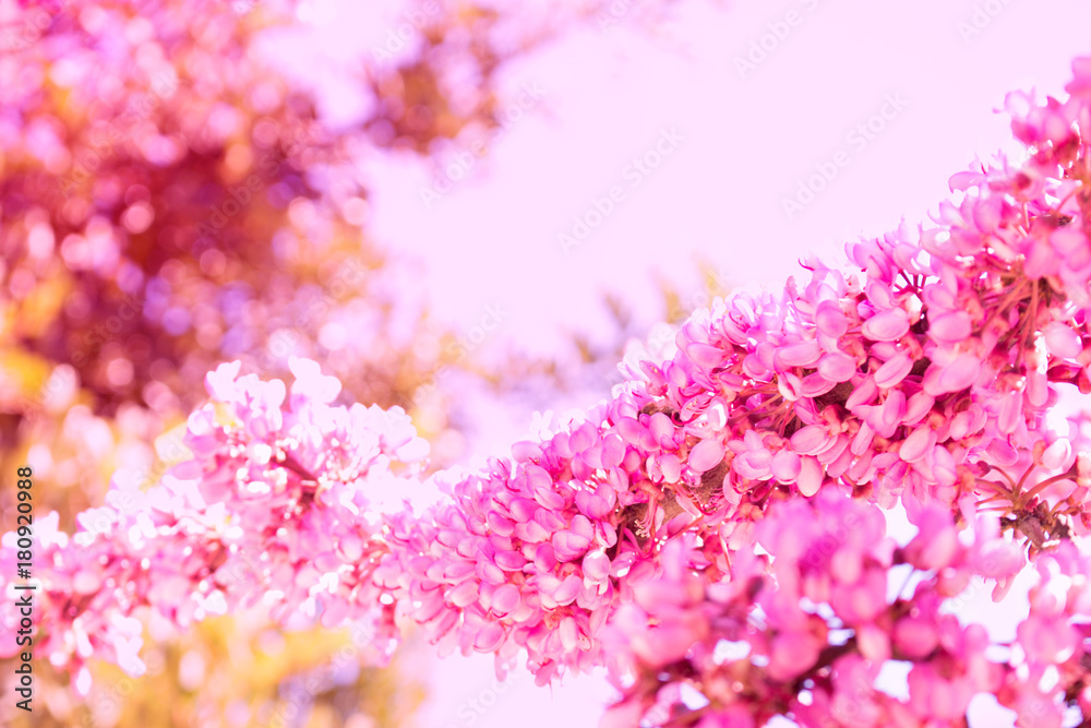 Flowers. Beautiful pink tree. Sky and spring plant. Macro. Flowers. Beautiful pink tree. Sky and spring plant. Macro.