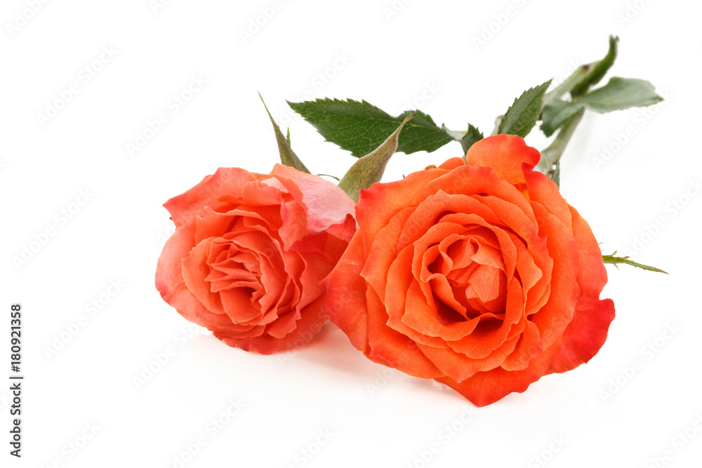 Coral roses on white. Coral roses on white.