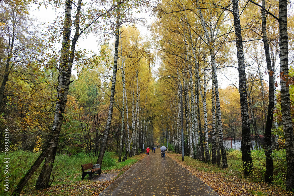 Obraz premium Birch Alley in the Park in Autumn