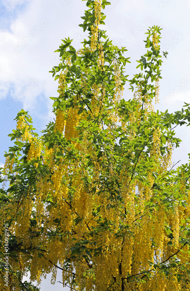 yellow flowers in Maggiociondolo tree blossomed in spring with c yellow flowers in Maggiociondolo tree blossomed in spring with c