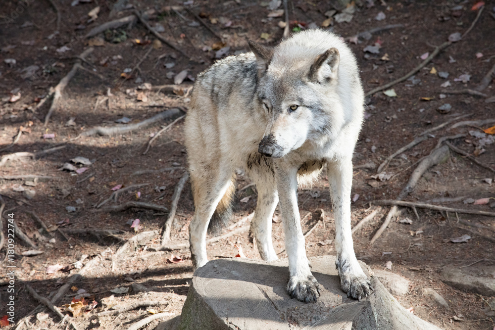 Fototapeta premium Wolf canada