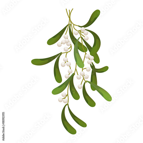 A sprig of mistletoe plants. Green leaves ,white berries. Christmas decoration.Vector illustration.
