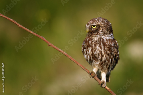 The little owl (Athene noctua) sitting on a stick