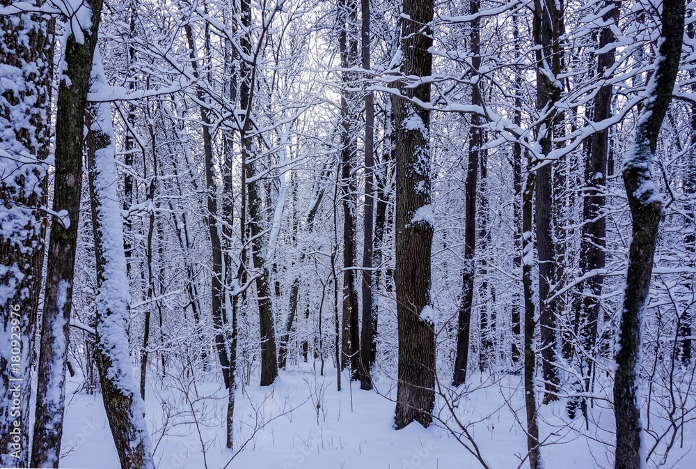 Fototapeta premium Beautiful winter landscape