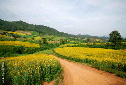 sunhemp flower filed  (Crotalaria juncea)
