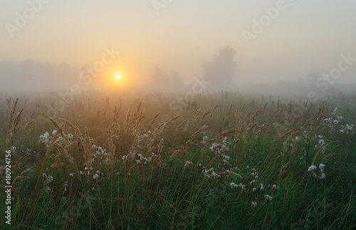 Meadow in the fog 