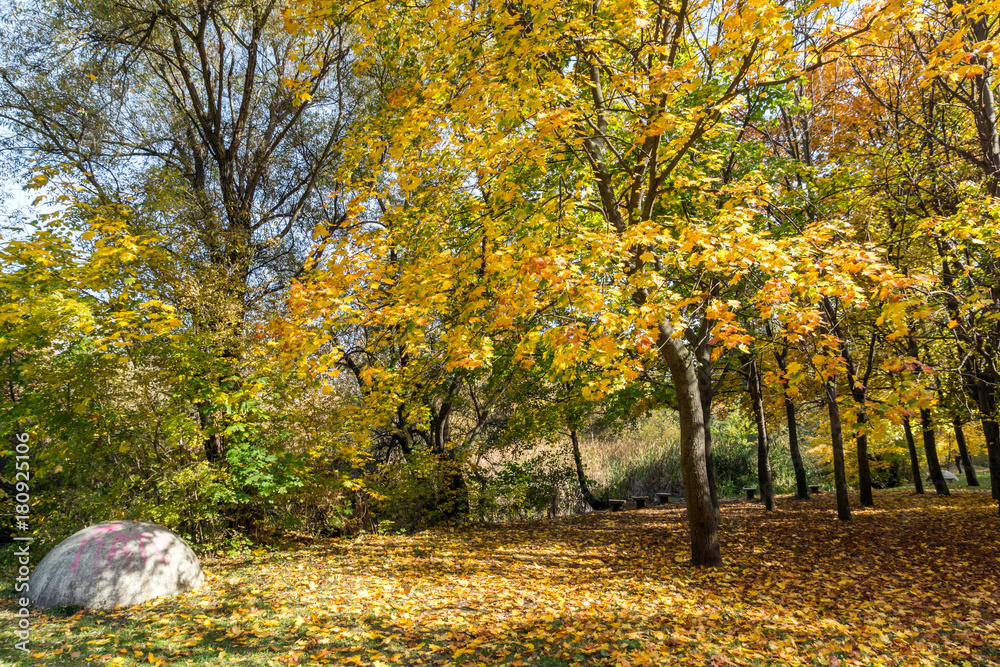 Autumn landscape with Yellow trees in South Park in city of Sofia, Bulgaria