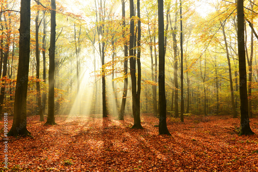 Fototapeta premium Morning in the forest