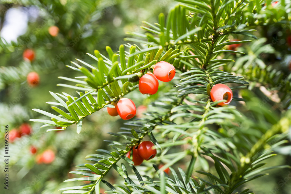 Taxus baccata European yew with poisonous red ripened berry fruits