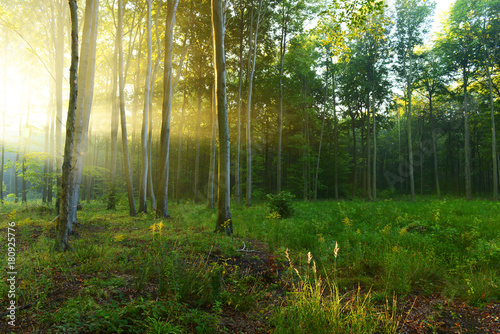 Morning in the forest © Piotr Krzeslak
