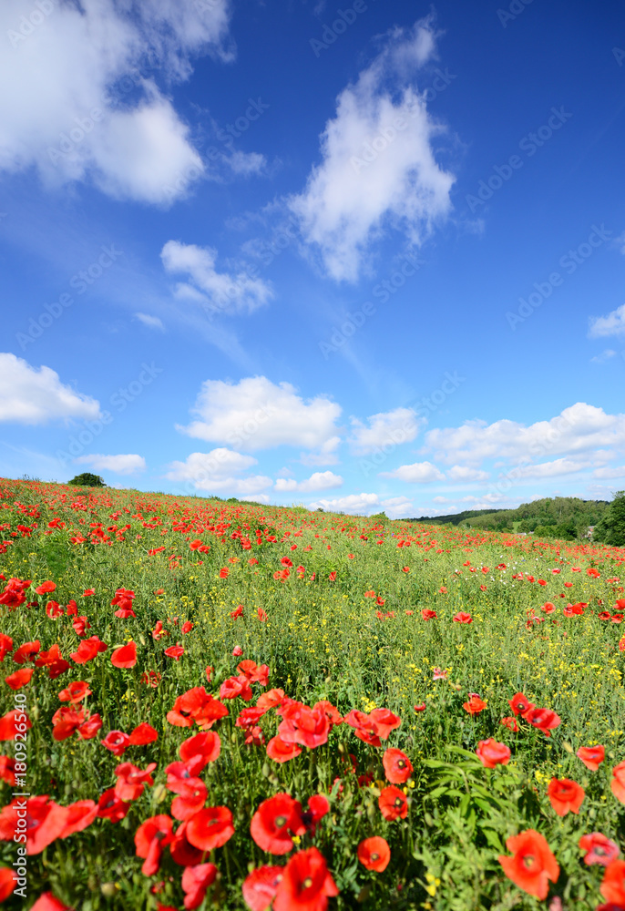 Summer landscape with poppy fields