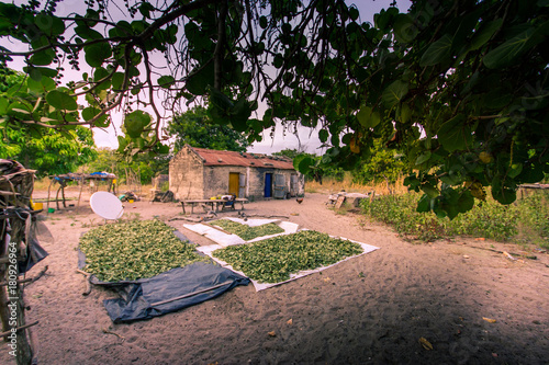 Maison isolée dans le Sine Saloum - Sénégal - Séchage de la récolte photo