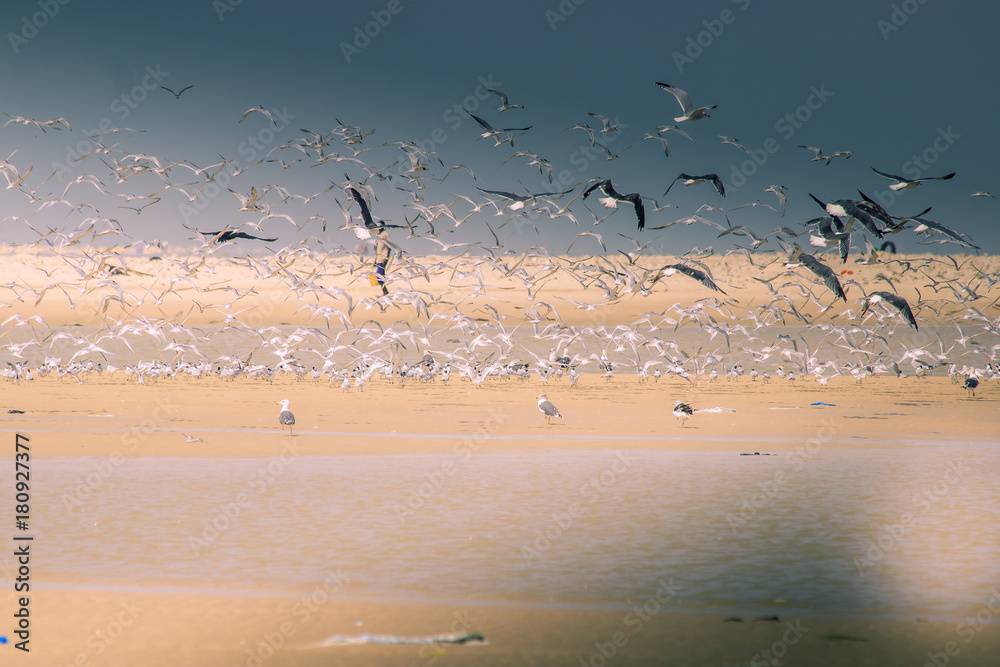 Un grand nombre d'oiseau vole au dessus d'une plage