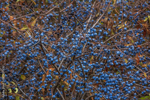 Prunus spinosa, or blackthorn bush with lots of berries photo