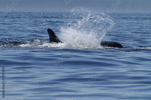 Orca  Surfacing in the San Juan Islands, WA © Cliff