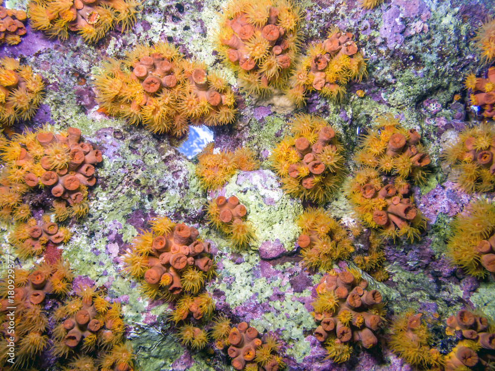 Obraz Koralowce pomarańczowe