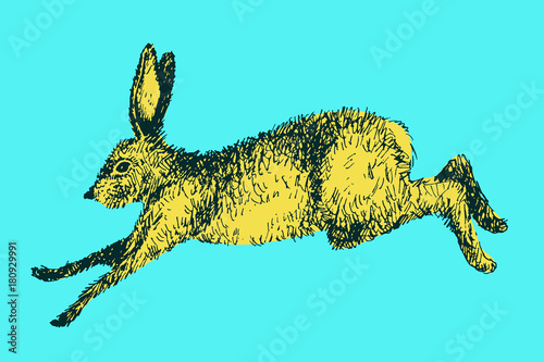 Running hare rabbit vector illustration. Hand drawn ink jumping bunny